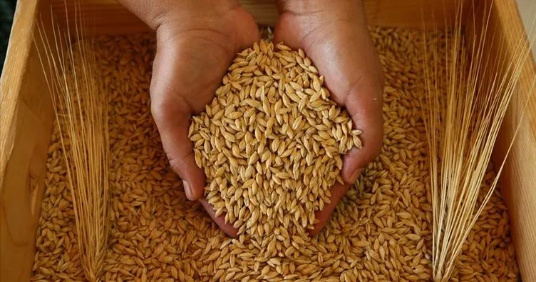 Van’da 569 üreticiye 802 ton sertifikalı arpa tohumu dağıtıldı