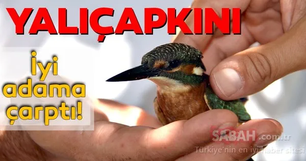 Zonguldak'ta yaralı olarak bulunan bayağı yalıçapkını yetkililere teslim edildi