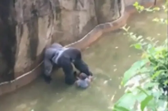 Goril aslında bebeği kurtarmak istemiş!