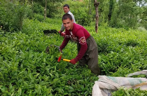 caykurdan-tarihi-rekor-ilk-surgunde-259-bin-ton-yas-cay-alindi-1783006768976.jpg