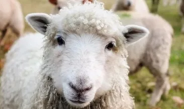 KURBAN BAYRAMI 2022 ne zaman, kaç gün resmi tatil olacak? Kurban Bayramı tatili 15 Temmuz’la birleşecek mi?