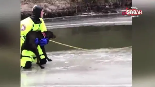 ABD'de buz tutan nehirde mahsur kalan köpeğin kurtarılma anı kamerada | Video