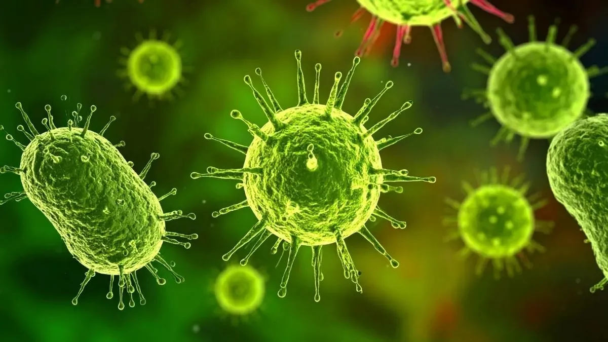 Nipah Virüsü nedir, nasıl bulaşır, belirtileri nelerdir? Dünya Sağlık Örgütü uyardı!