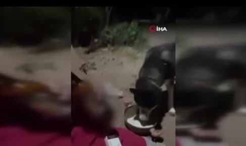 kopegine-alkol-icirip-kahkahalar-atti-nasil-da-iciyor-benden-alkolik-1756299913193.jpeg Köpeğine alkol içirip kahkahalar attı: Nasıl da içiyor, benden alkolik!