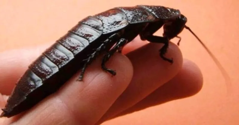 ruyada bocek gormek nedir ve neye isarettir ruyada hamam bocegi gormek bocek oldurmek ruya tabirleri ruya tabirleri haberleri