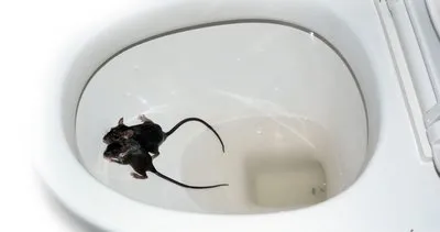 Tuvalette dehşet! Klozete gizlenen fare yüzünden tüm organları...