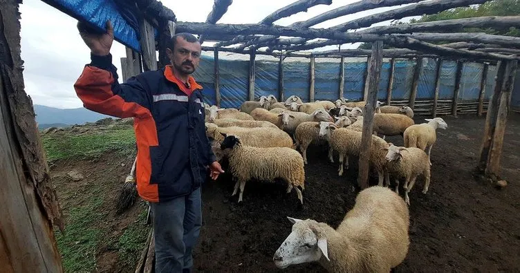 Kastamonu’da iki ağıla ayı saldırdı: 25 koyun öldü
