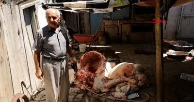 Malatya’da kesilen Kurbanlık büyükbaş, tüberkülozlu çıktı | Video