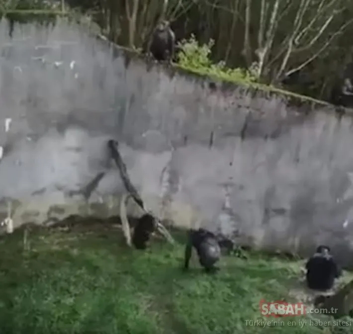 Maymunlar hayvanat bahçesinden kaçtı... Film sahnesi gibi!