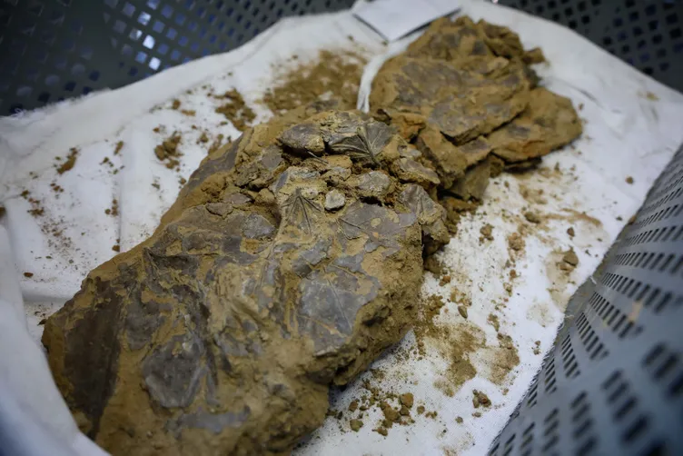 İstanbul Beşiktaş’ta ilginç keşif: 5500 yıl sonra gün yüzüne çıktı!