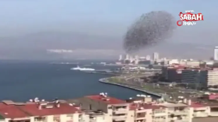 Kuşların dansı görsel şölen oluşturdu