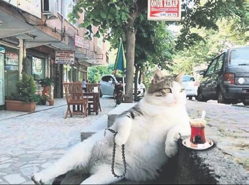 iste fenomen kedi tombili nin hikayesi