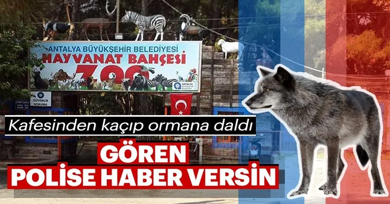 antalya da hayvanat bahcesinden kurt