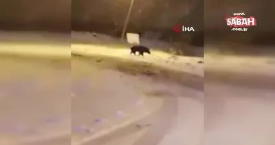 Bursa’da aç kalan kurtlar, Kütahya’da ise domuzlar şehre indi | Video