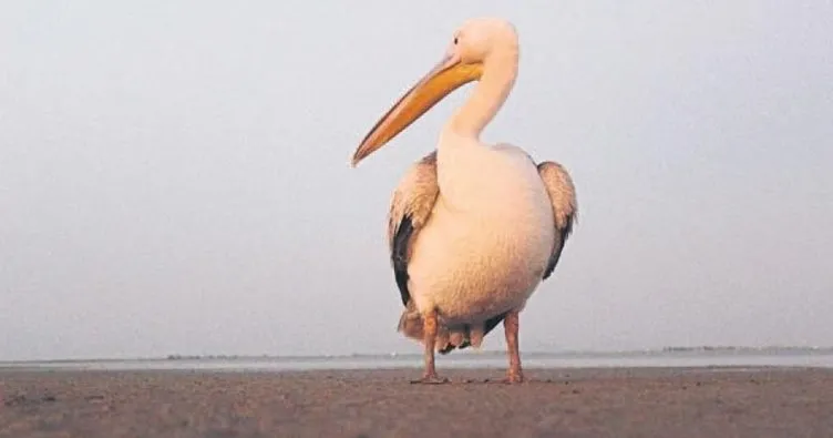 Ak pelikan yeniden özgürlüğüne kavuştu
