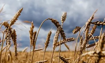 Bazı illerde TMO'nun buğday ve arpa alım primi desteğinden yararlanma süresi uzatıldı #ardahan