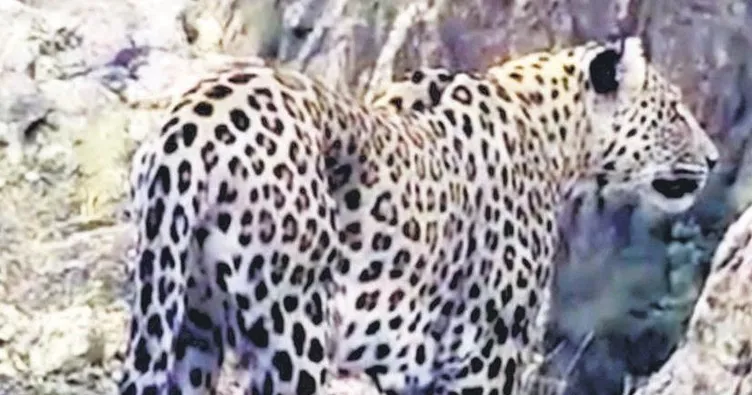 Anadolu leoparı fotokapana yakalandı