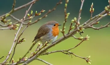 Doğa sessizleşiyor mu? Göçmen kuşlardan korkutan işaretler