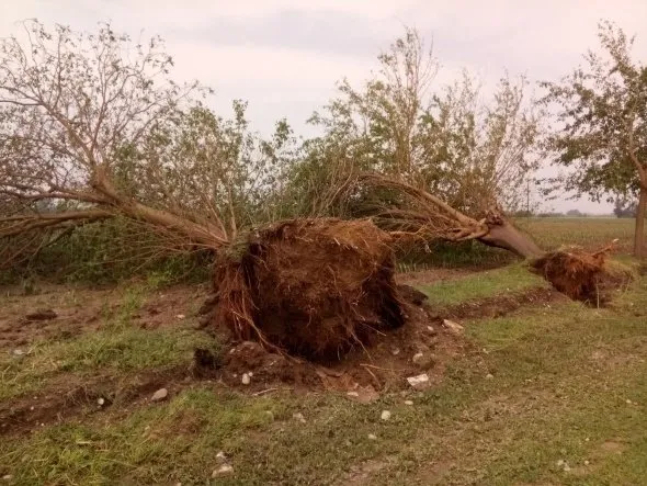 Adana’da şok olay! Ağaçları kökünden söktü