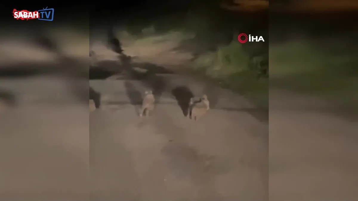 Elazığ’da yavru domuzlar karayolunda görüntülendi videosunu izle Elazığ’da yavru domuzlar karayolunda görüntülendi videosunu izle