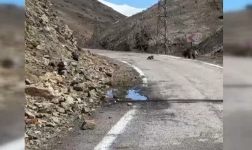 Anne ayı ve yavruları yolda görüntülendi