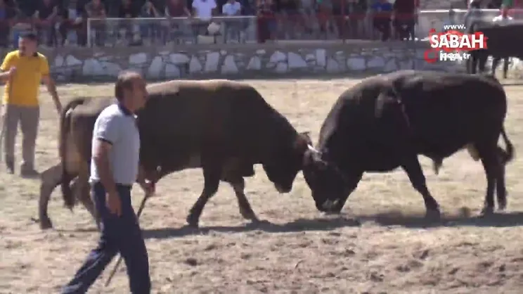 Muğla'daki boğa güreşlerinde feci olay