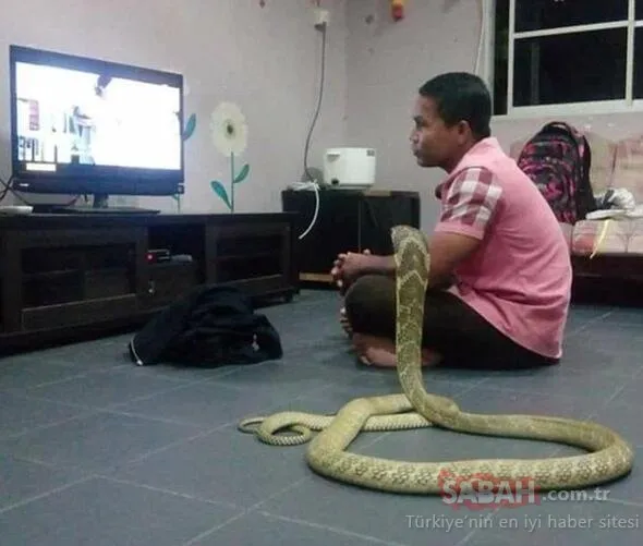3 Metrelik kobra yılanıyla evlenen adamın yaşantısını görenler şok oluyor!