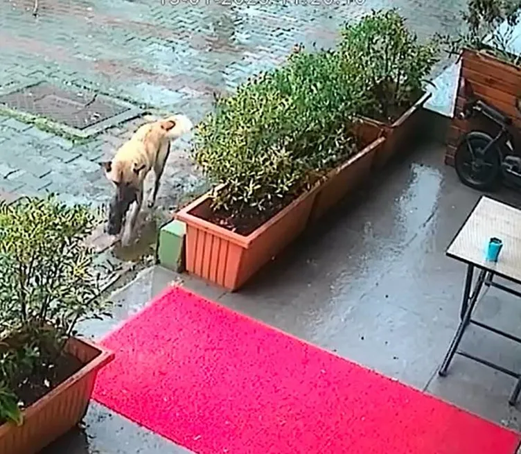 SON DAKİKA... Sokak köpeği yavrusunu veterinere getirdi: O anları güvenlik kamerası kaydetti!