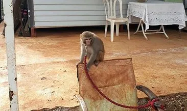 Evinde maymun ve keklik besleyen kişiye ceza kesildi