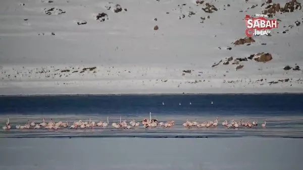 Flamingolar kış mevsiminin gelmesine rağmen Van'ı terk etmedi | Video