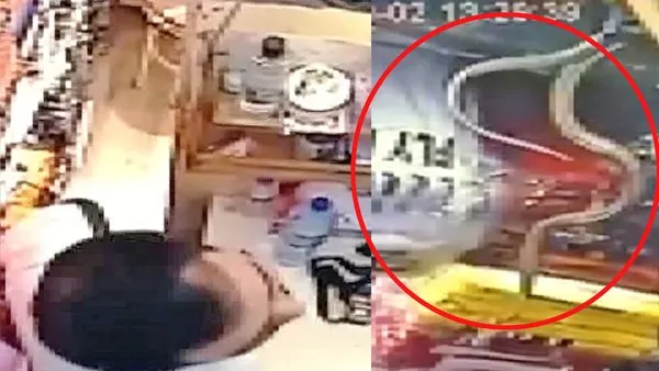 İstanbul Kapalıçarşı'da yılan paniği! Dükkanın tavanından sarkarak böyle saldırıya geçti | Video