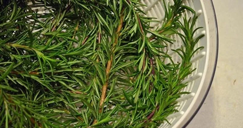 biberiye cayinin faydalari ve zararlari nelerdir biberiye cayi nasil saklanir hangi hastaliklara iyi gelir saglik haberleri