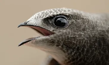 Hatay’da Ebabil kuşu bulundu