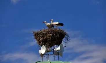 Cami kubbesi leyleklerin evi oldu!
