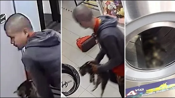 Son dakika: 3 kediyi çamaşır makinesine atarak öldürdü! Vahşetin görüntüleri kan dondurdu | Video