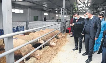 Büyükşehir’in ilk tescilli kuzuları