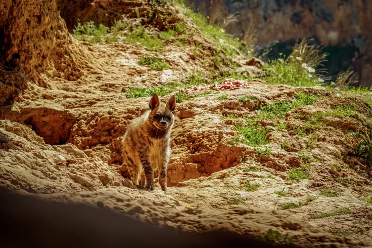 Adıyaman'da çizgili sırtlan görüntülendi