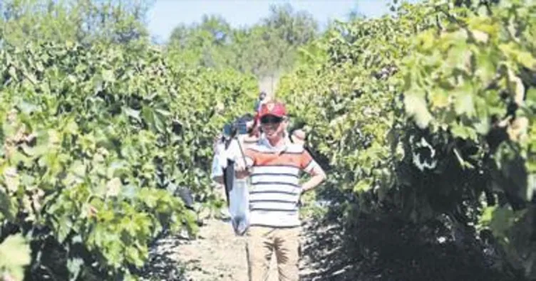 Çinliler geldi üzüm topladı