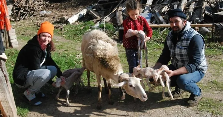 Bir batında 6 kuzu doğdu