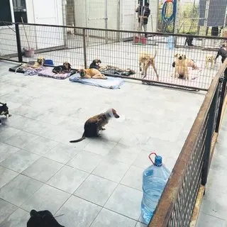 Felçli hayvanlar bize vazgeçmemeyi öğretiyor