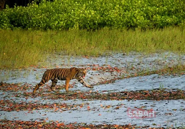 Hindistan'da bir kaplan 5 ayda 1300 kilometre mesafe katetti