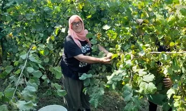 Sıcak hava fındık hasadını erken başlattı #trabzon