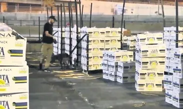 Muz konteynerinden kokain çıktı