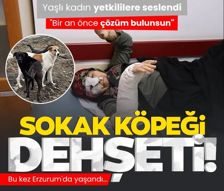Erzurum’da sokak köpekleri dehşet saçtı