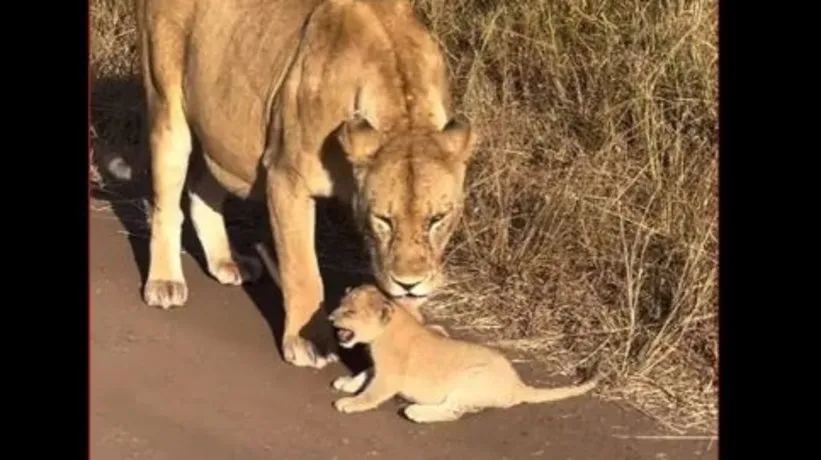 Aslan da olsa önce anne! Bu video milyonlarca kez izlendi: Yavrusuna tepkisi kalpleri ısıtıyor...