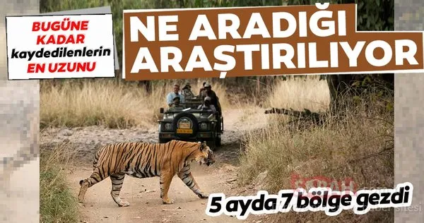 Hindistan'da bir kaplan 5 ayda 1300 kilometre mesafe katetti