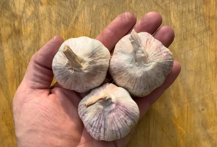 Dünyanın en iyi 17 sarımsağı açıklandı: Türkiye’den bakın hangi 2 çeşit listede var