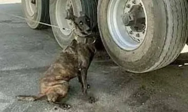TIR'ın lastiğindeki esrarı: Narkotik köpeği Barbara buldu #adana