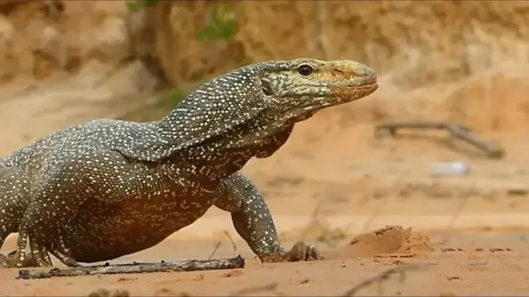 Vahşi doğanın acımasız yüzü! Komodo ejderi ve piton karşı karşıya: Beklenmedik son…