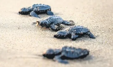 100 bin deniz kaplumbağası suyla buluştu #antalya